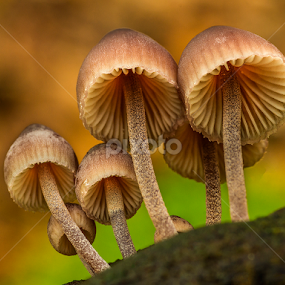 Small fungis by Peter Samuelsson - Nature Up Close Mushrooms & Fungi