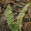 Ebony Spleenwort Fern