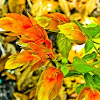 SHRIMP PLANT