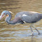 Tricolored Heron