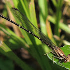 Blue-fronted Dancer Damselfly