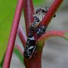 Chevronned Gum leafhopper
