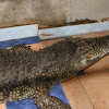 Nile Crocodile