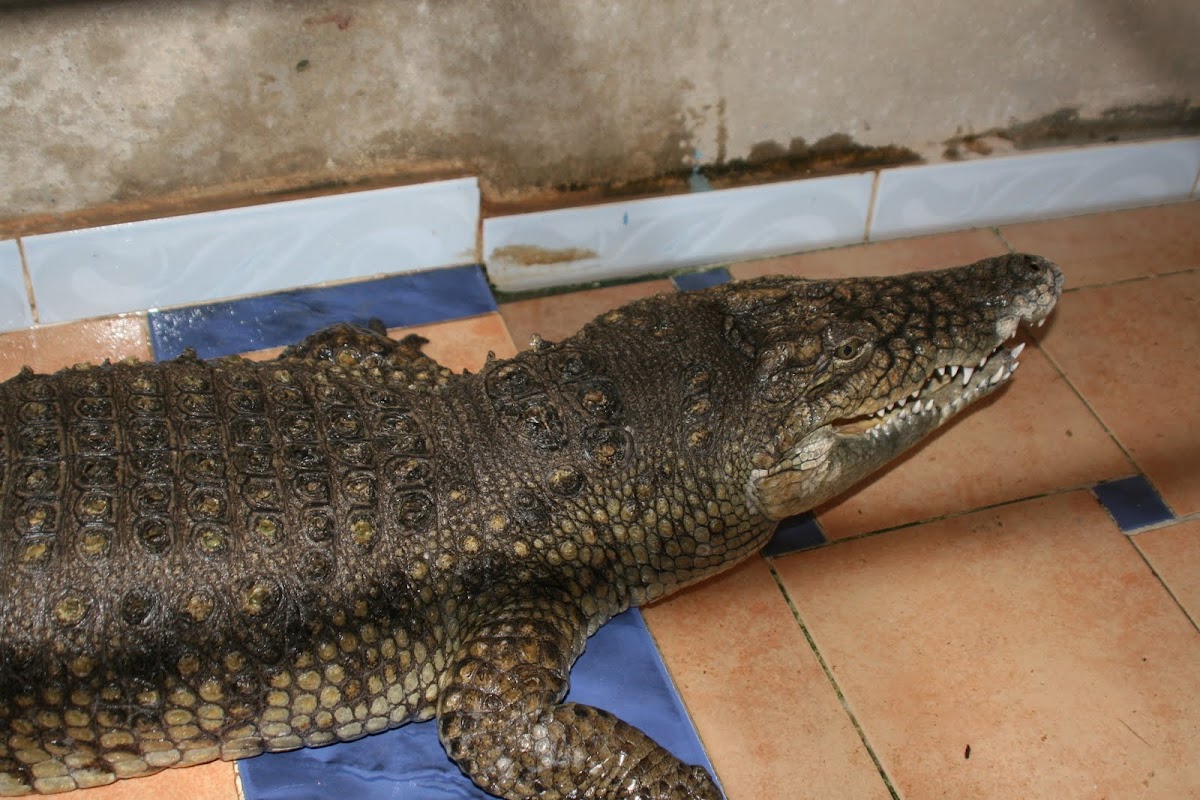 Nile Crocodile