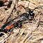 Digger wasp, avispa escavadora