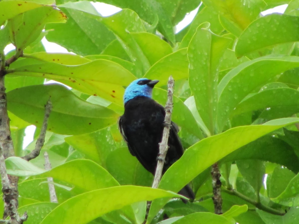 Blue-necked Tanager