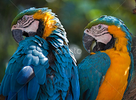 Buddies Cleaning Up by Brent Morris - Animals Birds