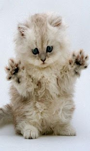 Divine Cats Screenshots 0