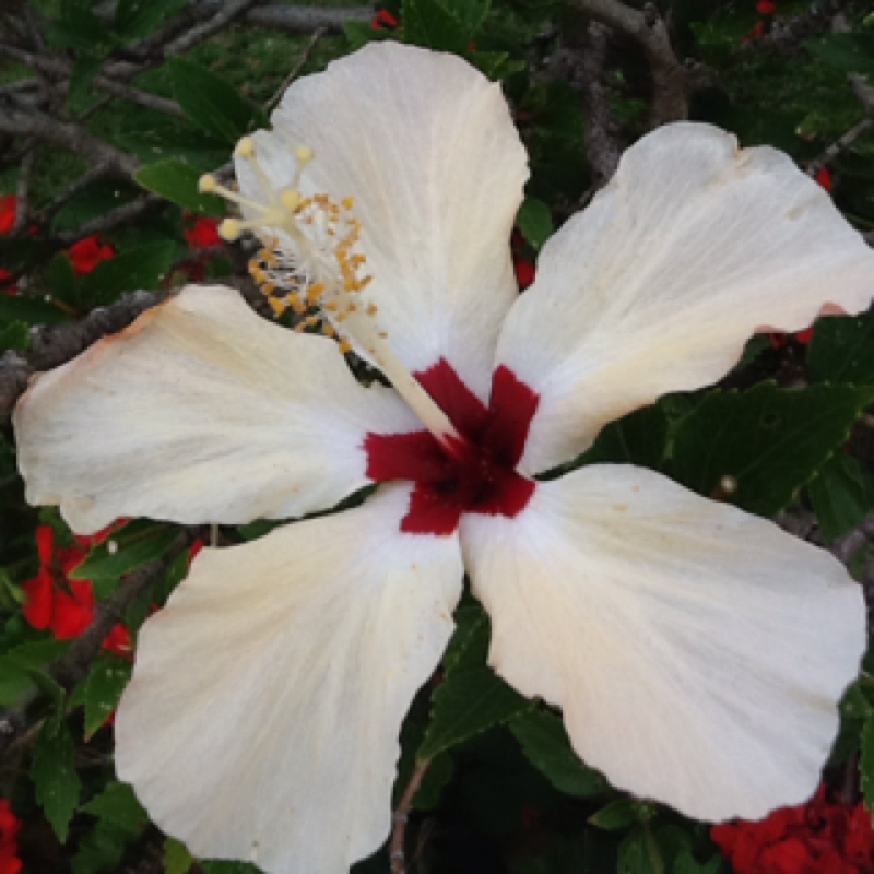 Hibiscus flower