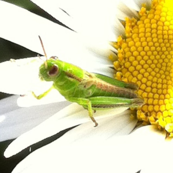 Differential (nymph) Project Noah