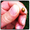 Multicolored Asian lady beetle
