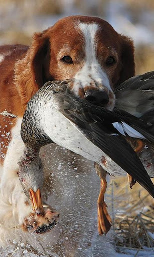 Brittany Spaniel Jigsaw Puzzl