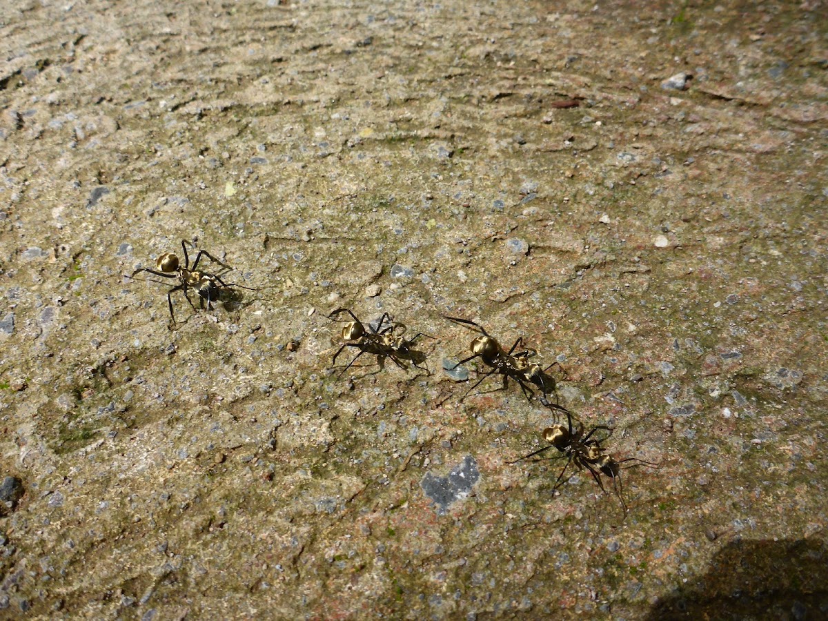 Golden carpenter ants