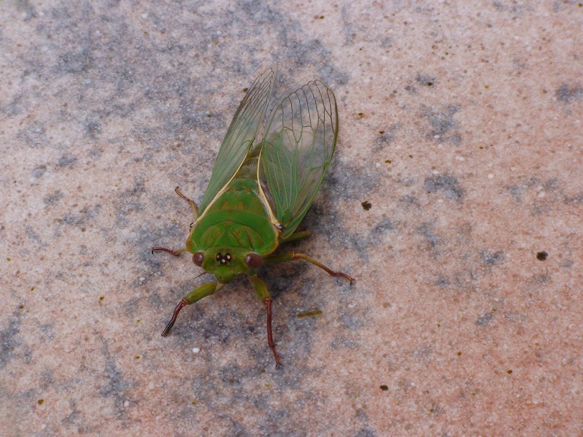 Green Grocer Cicada