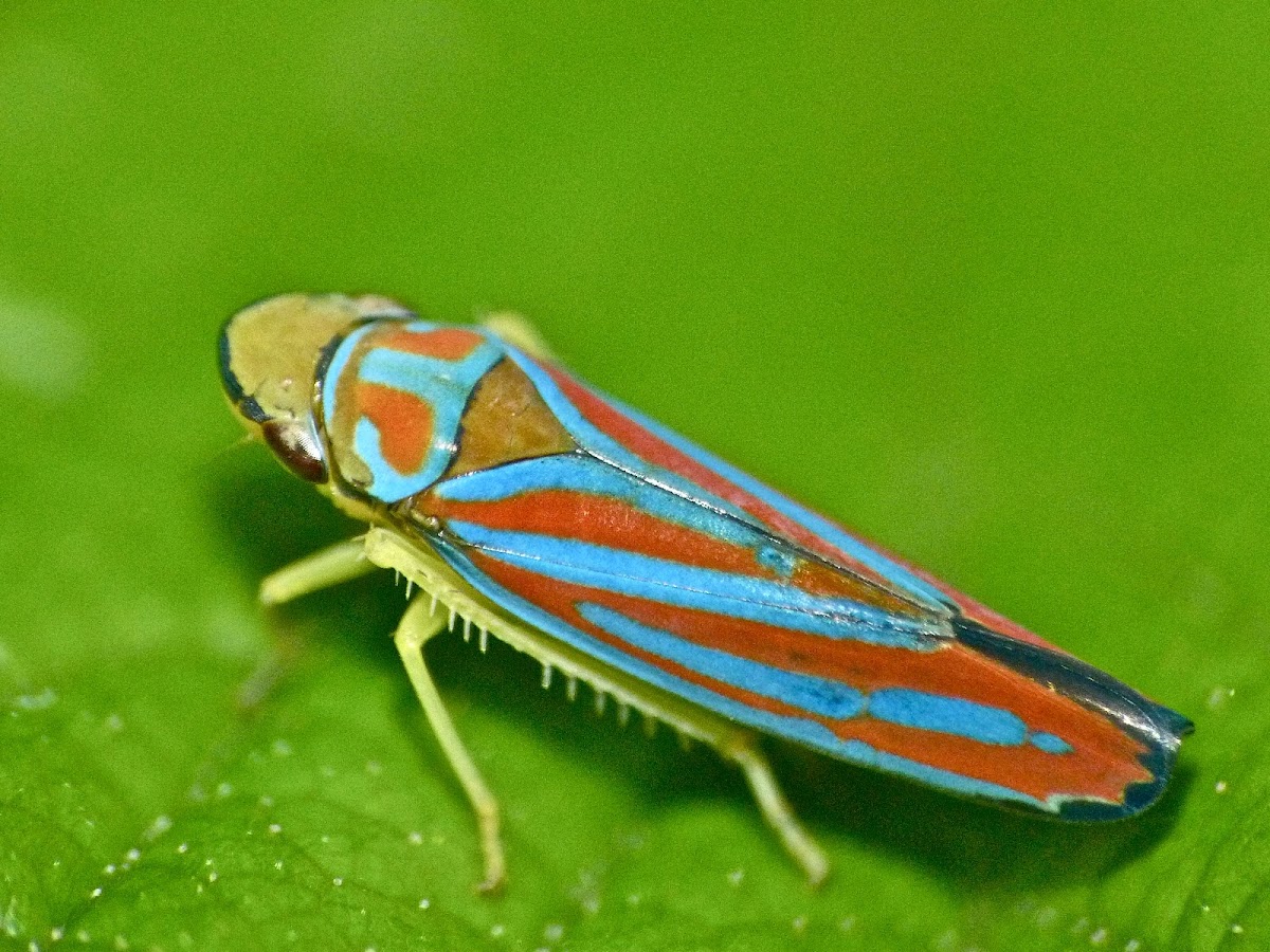 Candy-striped leafhopper