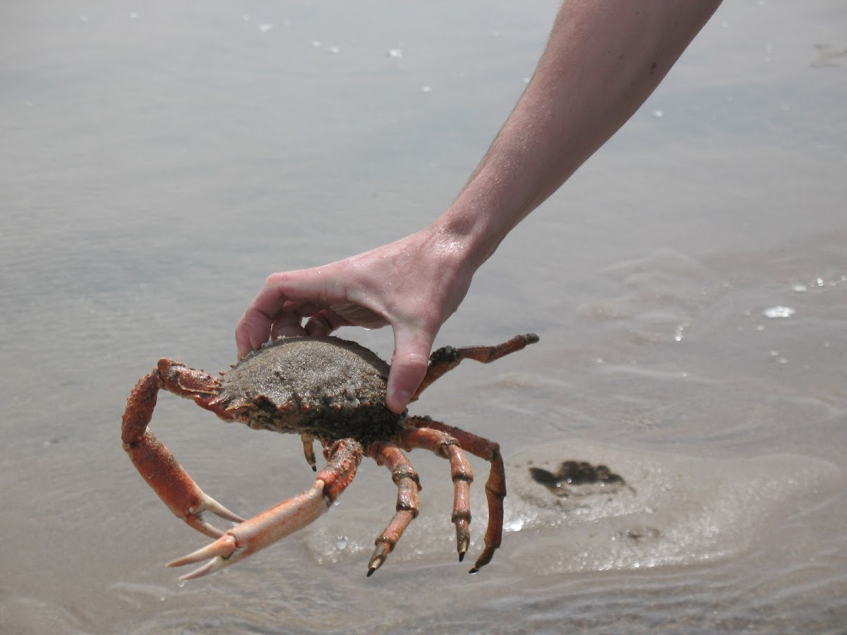 Harbour crab or Sandy swimming crab