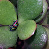 Jewel Bug