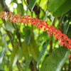 Bauhinia strychnifolia