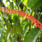 Bauhinia strychnifolia