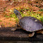 Red-Crowned Roof Turtle