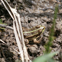 Rana esculenta