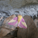 Red Maple Moth