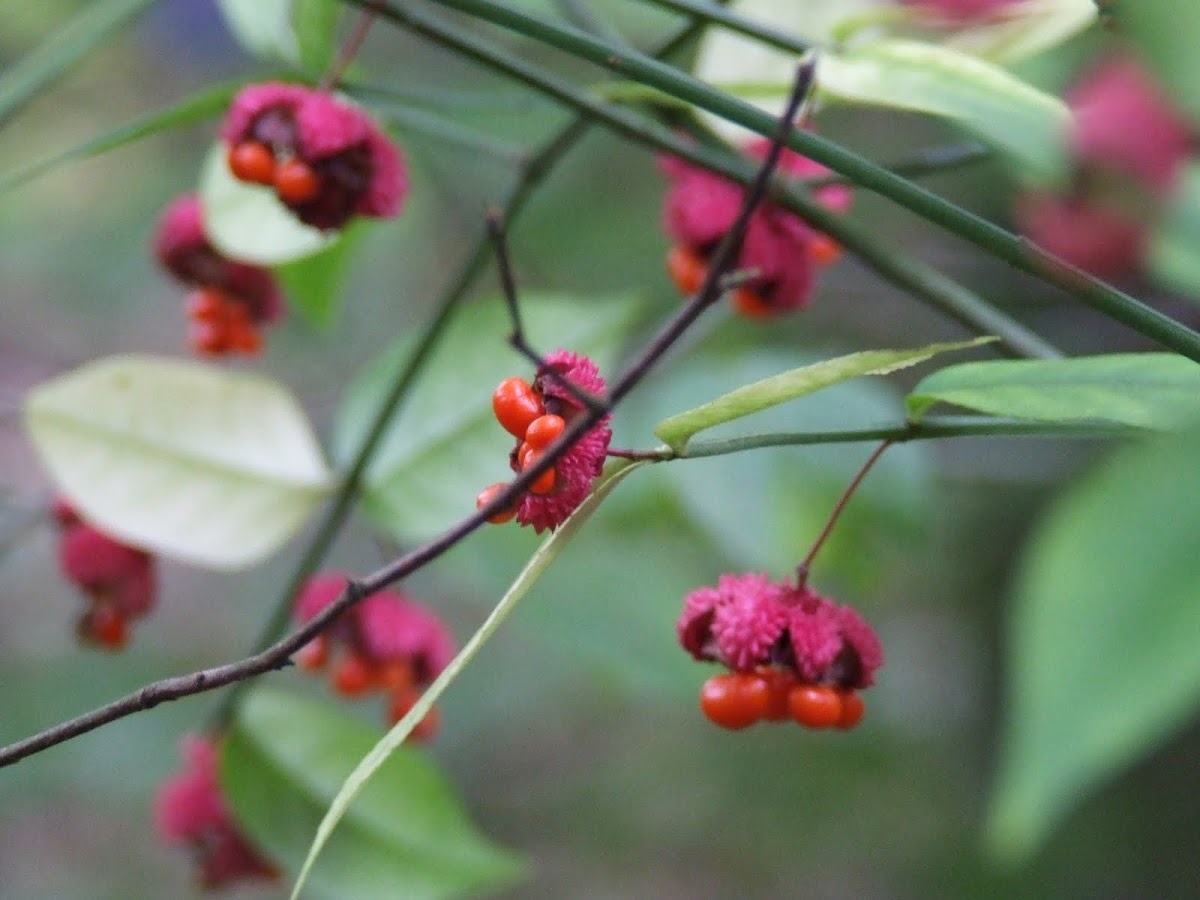Spindle Tree