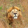 Lions (Ngorongoro Crater)