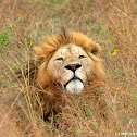 Lions (Ngorongoro Crater)