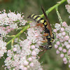 Tiphiid wasp (female)