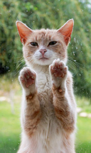 Cat Salute Live Wallpaper Screenshots 4