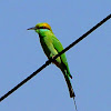 Green Bee eater