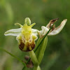 White Bee Orchid