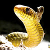 Common rat snake