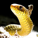 Common rat snake