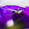 Venusta Orchard Spider