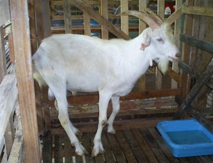 Jom Ternak Kambing: Pemilihan Baka Kambing Dan 'Business