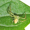 Small green spider