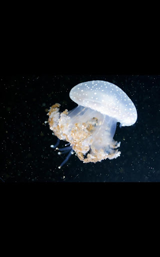 Water Jellyfish Live Wallpaper