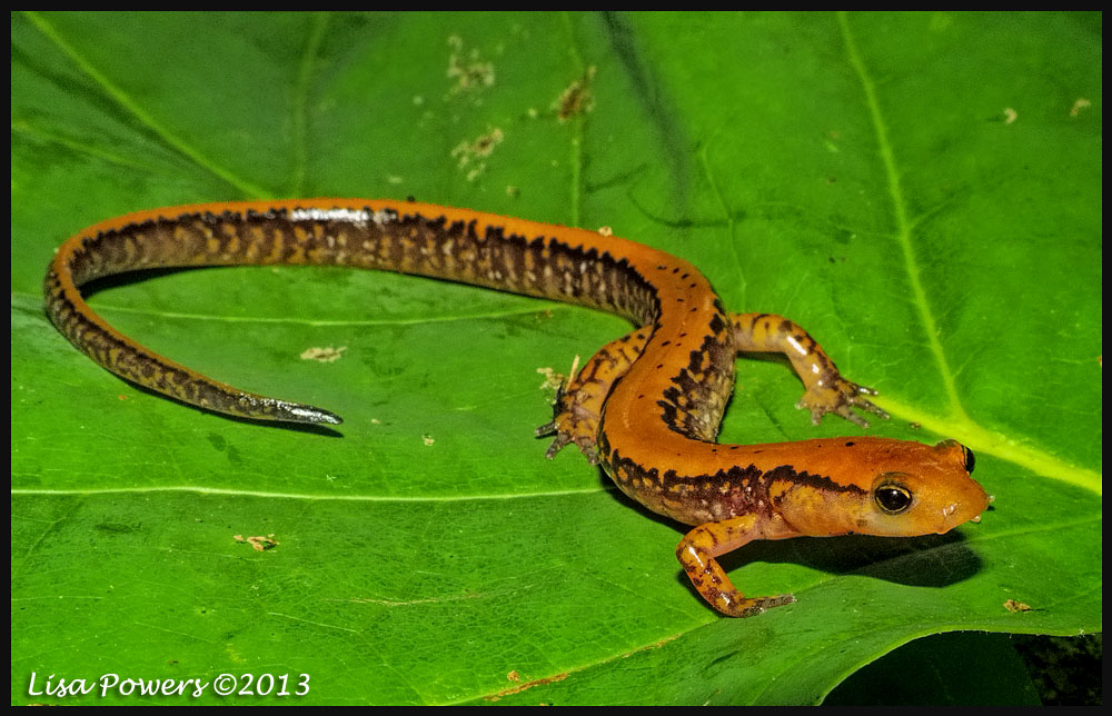 Long-tailed Salamander