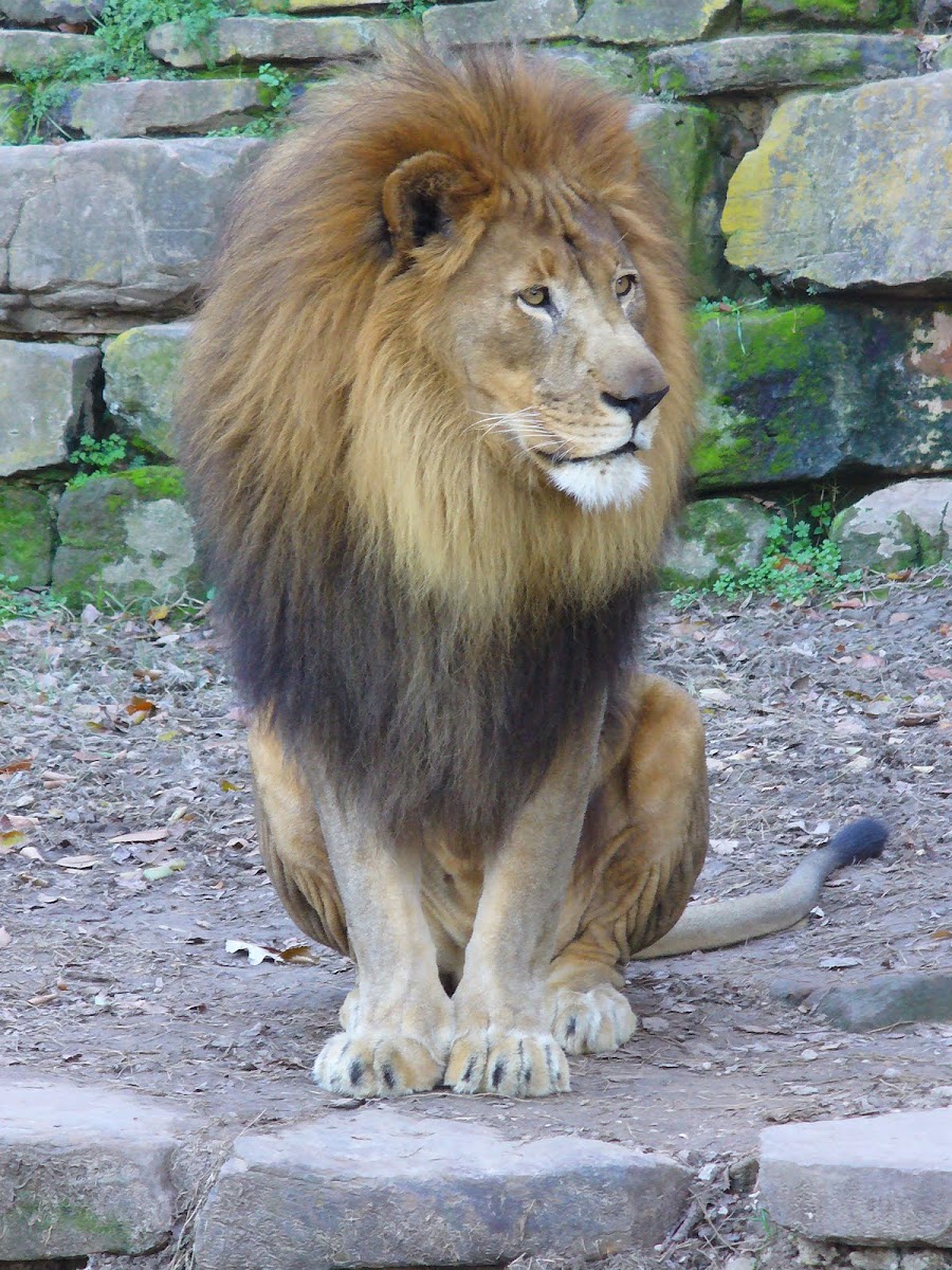 Male and Female Lion