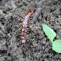 Centipede