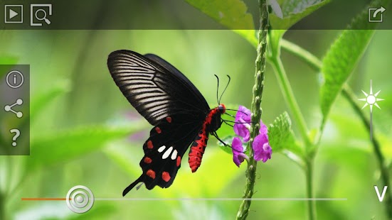 Lastest Butterflies & Bees APK