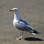 Herring Gull