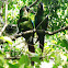 guacamayo severo - chestnut-fronted macaw