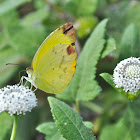 Dina Yellow Butterfly
