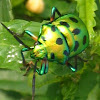 Jewel Bugs