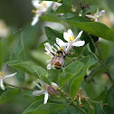 Orange-tailed bumble bee