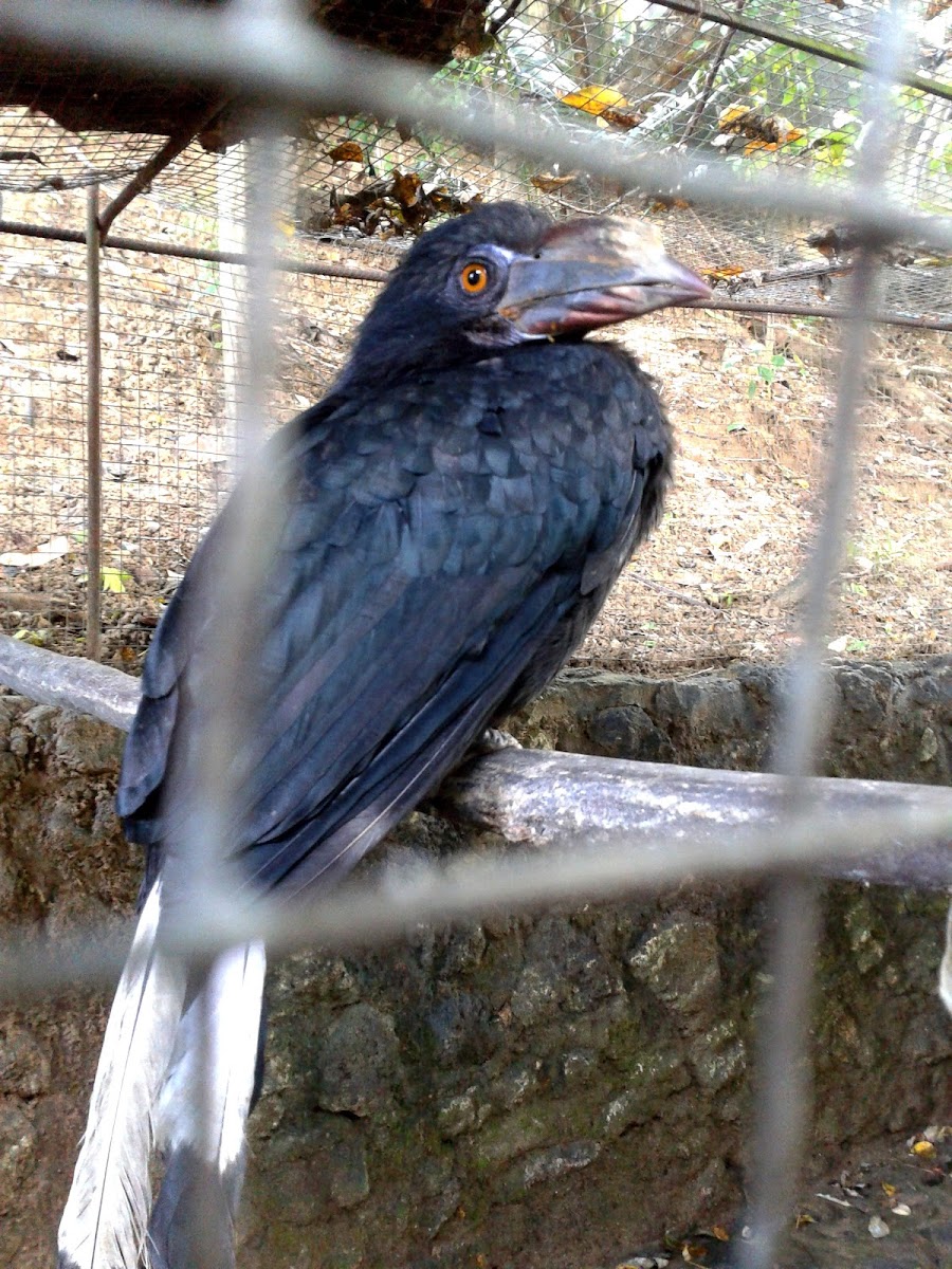 Tarictic Hornbill/Visayan Hornbill