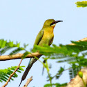 Blue-tailed Bee-eater